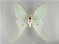 長尾水青蛾藏品圖，第2張