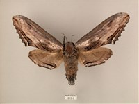 臺灣鋸翅天蛾藏品圖，第1張