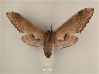 臺灣鋸翅天蛾藏品圖，第2張