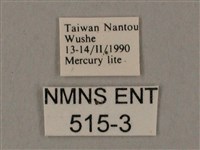 臺灣鋸翅天蛾藏品圖，第3張