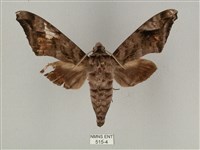 全緣缺角天蛾藏品圖，第1張