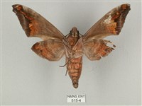 全緣缺角天蛾藏品圖，第2張