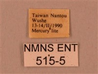 臺灣鋸翅天蛾藏品圖，第3張