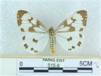 粉蝶燈蛾藏品圖，第1張