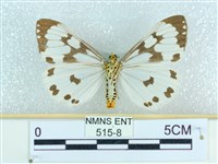 粉蝶燈蛾藏品圖，第2張