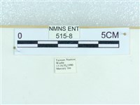 粉蝶燈蛾藏品圖，第3張