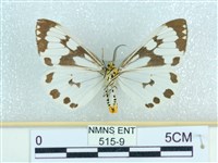 粉蝶燈蛾藏品圖，第2張