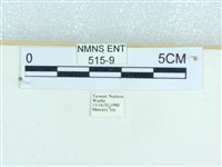 粉蝶燈蛾藏品圖，第3張