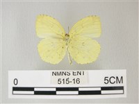 荷氏黃蝶藏品圖，第2張