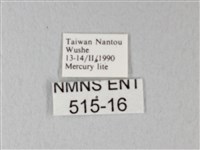 荷氏黃蝶藏品圖，第3張