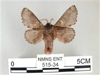 銀肩枯葉蛾藏品圖，第2張