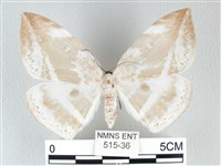 圓翅大鉤蛾藏品圖，第1張