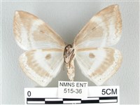 圓翅大鉤蛾藏品圖，第2張