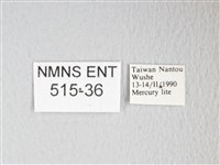 圓翅大鉤蛾藏品圖，第3張