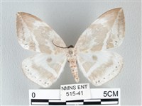 圓翅大鉤蛾藏品圖，第1張