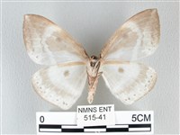 圓翅大鉤蛾藏品圖，第2張