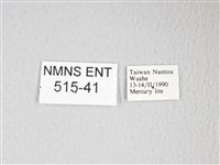 圓翅大鉤蛾藏品圖，第3張