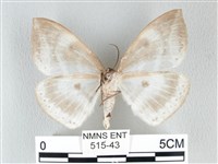 圓翅大鉤蛾藏品圖，第2張