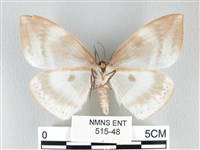 圓翅大鉤蛾藏品圖，第2張