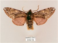 井上氏絨毛天蛾藏品圖，第1張