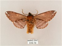 井上氏絨毛天蛾藏品圖，第2張