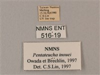 井上氏絨毛天蛾藏品圖，第3張