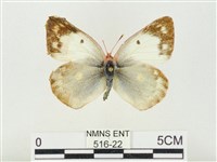 紋黃粉蝶藏品圖，第1張