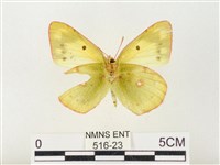 紋黃粉蝶藏品圖，第2張