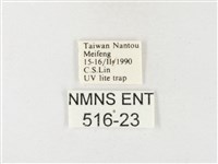 紋黃粉蝶藏品圖，第3張