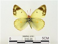 紋黃粉蝶藏品圖，第1張