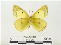 紋黃粉蝶藏品圖，第2張