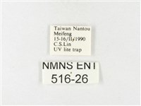 紋黃粉蝶藏品圖，第3張