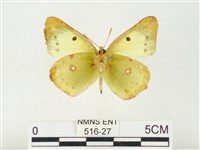 紋黃粉蝶藏品圖，第2張