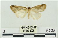 素木氏美波紋蛾藏品圖，第2張