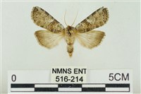 帶波紋蛾藏品圖，第1張