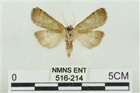 帶波紋蛾藏品圖，第2張