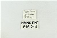 帶波紋蛾藏品圖，第3張