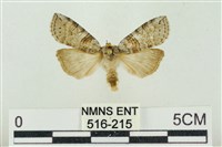 帶波紋蛾藏品圖，第1張