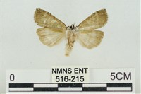 帶波紋蛾藏品圖，第2張