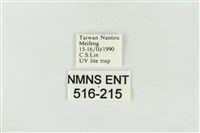 帶波紋蛾藏品圖，第3張