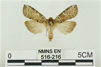 帶波紋蛾藏品圖，第1張