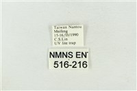 帶波紋蛾藏品圖，第3張