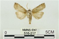 帶波紋蛾藏品圖，第2張