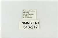 帶波紋蛾藏品圖，第3張