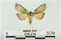 帶波紋蛾藏品圖，第1張