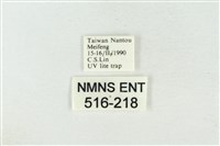 帶波紋蛾藏品圖，第3張