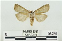 帶波紋蛾藏品圖，第2張