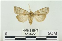 帶波紋蛾藏品圖，第1張