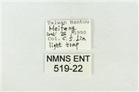 帶波紋蛾藏品圖，第3張