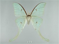 長尾水青蛾藏品圖，第1張